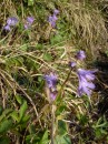 Alpengloeckchen - Soldanella alpina * 865 x 1152 * (477KB)